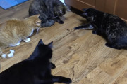 「猫だって家を守れる！」小さな侵入者たちから家も家主も守るバスターズキャット！！