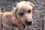 【海外】「驚愕！救助された犬が実は〇〇だった！」