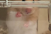 海外「これはとても可愛いらしいなw」あまりにカメラ慣れしすぎな日本のモフモフ動物のポーズが面白いと話題に