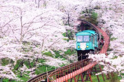 福島県の桜が綺麗だと話題に！「日本はいつも美しい写真ばかりだ」【海外の反応】