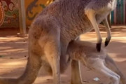 「まだまだママの世話になりたい！」母カンガルーの袋に入ろうとする子カンガルーの姿にほのぼの