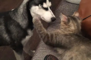 好奇心旺盛なハスキーからブラシを守る猫様