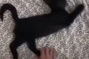 「眠った黒猫の赤ちゃんがどんなポーズも受け入れるので…」あのブランドロゴを再現!?