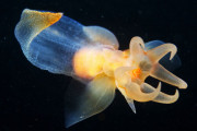 【海外】「海の天使、見た目はピクサーキャラ！でも攻撃するって本当？」