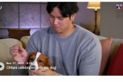 韓国人「大谷が飼っているペットの犬が韓国でも話題に‥」その犬種情報がこちらです‥（ﾌﾞﾙﾌﾞﾙ」　韓国の反応