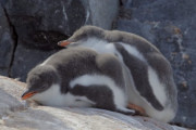 ジェンツーペンギンの兄弟とママの追いかけっこ。ヨチヨチ走るのも寝てしまうのも可愛い！