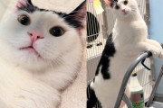 【海外】「シェルターで猫が来訪者の視線を引くために奮闘！彼が提供する「お手伝い」とは？」