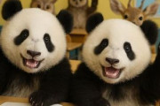 中国人「日本旅行中。みんなのアイデアを募集したい」　中国人「複数のスーパーを巡る」「浅草をウロウロする」