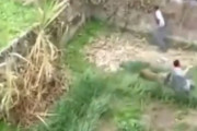 海外「インド人 vs 豹」