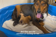 【感動】早産で子犬全員を喪った野良犬が可愛い子猫と飼い主に恵まれるまで