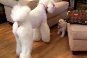 「大きなやつには負けないぞ！」大きなスタンダードプードルと追いかけっこを楽しむプードルの子犬