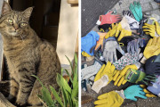 【海外】近所の園芸用手袋失踪事件を解決した猫好きママの物語