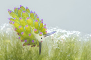 【海外】リーフシープウミウシとは？本物の生き物である理由とその魅力に迫る