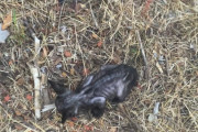 【海外】草むらで見つけた小さな子猫の骸骨、その奇跡の変貌を目撃！