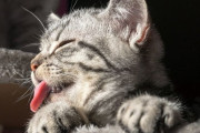 「4匹の猫たちが…同時に舌を出した！」かわいいミラクルな瞬間
