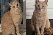 【海外】外に放置された猫、家に戻るための奮闘。新たな家族に迎え入れられた彼の逆転劇とは？