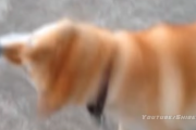 これ柴犬！？ウルトラスピンを繰り出すワンちゃんへの反応をご紹介！ 海外の反応