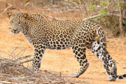 中国の動物園でヒョウ3頭が脱走→ 数週間も隠蔽し続けていたことが発覚