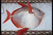 【海外】「環境より5°Cも暖かい！地球唯一の「暖かい魚」ムーンフィッシュの秘密を探る」