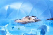 海外「これはあまりに幻想的だな」日本のとあるこの世のものとは思えない綺麗すぎる宿泊施設に外国人もうっとり