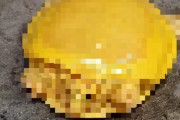 インドで全身黄色のスッポンが発見、溶けたチーズにしか見えず「美味しそう」と話題にｗｗｗｗ
