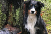 野生のキノコに乗る犬の画像集　海外で新たなブームにｗｗｗｗ
