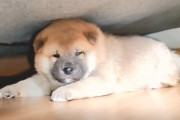 おもちゃの音が怖い？おびえてソファーの下に隠れちゃう犬が可愛い