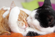 【海外】オス猫 vs. メス猫: どっちを選ぶべきか論争ｗｗ