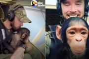 保護されたチンパンジー、空を飛ぶ