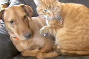 飼主さんがいない間イチャイチャしてる犬と猫がカップルにしか見えない