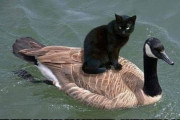 海外「偵察・攻撃ユニットを甲板に配備」「なめなめなめなめ」世界の猫ジョーク・ミームまとめ！