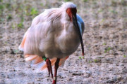 絶滅の灰から本物の不死鳥がよみがえる！？「中国人であることを誇りに思う」「日本にこの種を救うチャンスを与えてくれた中国に感謝」海外の反応