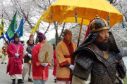 韓国人「桜の起源は韓国では無いのですか？」韓国には桜の花見をする文化が無く、済州ソメイヨシと日本のソメイヨシノは別物　韓国の反応