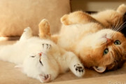 やっぱり親子？同じポーズでくつろぐ子猫とパパ猫の姿にほっこり