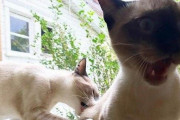 こいつぁやべえええ！お尻を噛まれた猫が見せたリアクションに関する海外の反応
