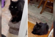 【海外】「飼い主不在のペットシッターが驚愕！1匹の猫のはずが、まさかの双子猫現る」