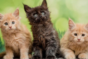 【海外】アメリカの家でよく見かける猫ちゃんたち10選！