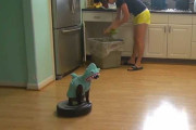 サメのコスチュームでルンバに乗って掃除機をかけ回る猫さん
