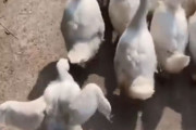 鳥を見て「人間でもこういう子っているよね…」と思うとき