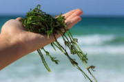 海外メディアが「海苔やワカメを食べる韓国食文化を絶賛！」ル・モンド「地球の為に海藻類を料理する韓国」と報道！韓国の反応