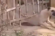 「あなたはどちらタイプ？」犬2匹が柵の向こうに行くために別の手法を使う