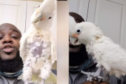 飼い主さんのビートボックスに合わせてノリノリで踊るオウムに驚き♪