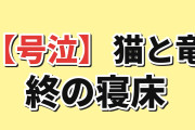 【号泣】『猫と竜』第11話、ポムポラの最期に海外涙