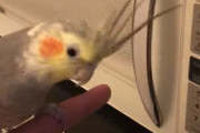 「ピッ、ピッ、ピッ」電子レンジのボタンを押したときの音を真似るオカメインコが可愛い