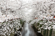 ドローンで撮影した「日本の桜」の美しさにタイ人も感動！【タイ人の反応】