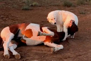 【海外】「人間恐怖症の子馬、優しい子犬との出会いで心を開く！ストーリーと感動の瞬間」