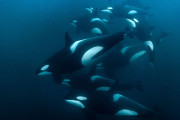 【海外】オルカの群れは何と呼ばれる？「学校」や「部隊」ではない意外な名前とは？