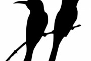 「オーストラリアでは寄ってくる『ありふれた鳥』のクオリティがちょっと違う…」とあるキャンプの光景