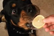 レモンを初めて食べたロットワイラー犬の反応が面白い！