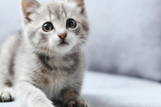 海外「Hentaiのワイを猫で表現してみた」Hentaiはストレスを減らすために使用される意識的または無意識的な戦略？